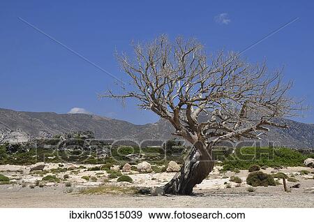 "Dead olive tree, Elafonisi, Crete, Greece, Europe" View Large Photo Image Stock Photo - "Dead olive tree, Elafonisi, Crete, Greece, Europe". Fotosearch