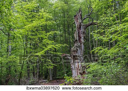 "Dead Pedunculate Oak or English Oak (Quercus robur), Urwald Sababurg, primeval forest, North Hesse, Hesse, Germany, Europe" View Large Photo Image Stock Image - "Dead Pedunculate Oak or English Oak (Quercus robur), Urwald Sababurg, primeval forest, North Hesse, Hesse, Germany, Europe". Fotosearch