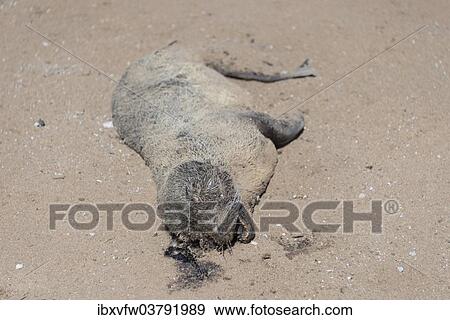 "Dead seal pup, Brown Fur Seal or Cape Fur Seal (Arctocephalus pusillus), Dorob National Park, Cape Cross, Namibia, Africa" View Large Photo Image Stock Photo - "Dead seal pup, Brown Fur Seal or Cape Fur Seal (Arctocephalus pusillus), Dorob National Park, Cape Cross, Namibia, Africa". Fotosearch