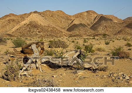 Stock Photo - "Dead Shepherds tree (Boscia) is located in the mountainous, desert-like landscape of the Richtersveld National Park, Northern Cape, South Africa, Africa". Fotosearch