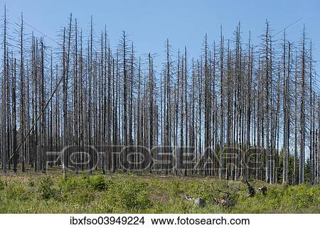 "Dead spruce (Picea abies) infected and damaged by the European spruce bark beetle (Ips typographus), Harz National Park, at Ilsenburg, Saxony-Anhalt, Germany, Europe" View Large Photo Image Picture - "Dead spruce (Picea abies) infected and damaged by the European spruce bark beetle (Ips typographus), Harz National Park, at Ilsenburg, Saxony-Anhalt, Germany, Europe". Fotosearch