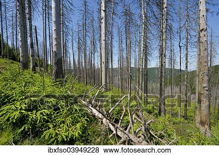 "Dead spruce (Picea abies) infected and damaged by the European spruce bark beetle (Ips typographus) and young regrowing forest, Harz National Park, at Ilsenburg, Saxony-Anhalt, Germany, Europe" View Large Photo Image Stock Photo - "Dead spruce (Picea abies) infected and damaged by the European spruce bark beetle (Ips typographus) and young regrowing forest, Harz National Park, at Ilsenburg, Saxony-Anhalt, Germany, Europe". Fotosearch