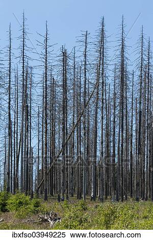 "Dead spruce (Picea abies) infected and damaged by the European spruce bark beetle (Ips typographus), Harz National Park, at Ilsenburg, Saxony-Anhalt, Germany, Europe" View Large Photo Image Stock Photography - "Dead spruce (Picea abies) infected and damaged by the European spruce bark beetle (Ips typographus), Harz National Park, at Ilsenburg, Saxony-Anhalt, Germany, Europe". Fotosearch
