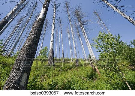 "Dead Spruce Trees (Picea abies) after infestation and herbivory of the Eight-toothed Spruce Bark Beetle (Ips typographus), Harz National Park, near Ilsenburg, Saxony-Anhalt, Germany, Europe" View Large Photo Image Stock Image - "Dead Spruce Trees (Picea abies) after infestation and herbivory of the Eight-toothed Spruce Bark Beetle (Ips typographus), Harz National Park, near Ilsenburg, Saxony-Anhalt, Germany, Europe". Fotosearch