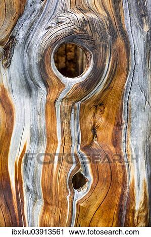 "Dead Swiss Stone Pine (Pinus cembra), detail" View Large Photo Image Stock Image - "Dead Swiss Stone Pine (Pinus cembra), detail". Fotosearch
