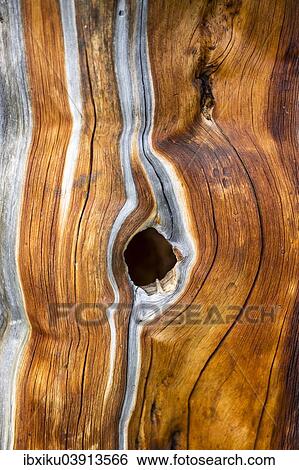 "Dead Swiss Stone Pine (Pinus cembra), detail" View Large Photo Image Stock Photograph - "Dead Swiss Stone Pine (Pinus cembra), detail". Fotosearch
