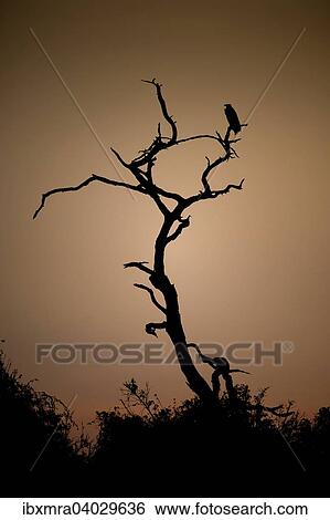 "Dead tree against a reddish sky, sunset with African Fish Eagle (Haliaeetus vocifer) on a branch, Chobe National Park, Botswana, Africa" View Large Photo Image Stock Photograph - "Dead tree against a reddish sky, sunset with African Fish Eagle (Haliaeetus vocifer) on a branch, Chobe National Park, Botswana, Africa". Fotosearch