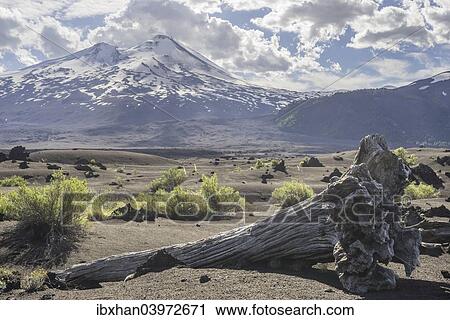 Stock Image - "Dead tree and Llaima volcano, Conguillio National Park, Melipeuco, Region de la Araucania, Chile, South America". Fotosearch