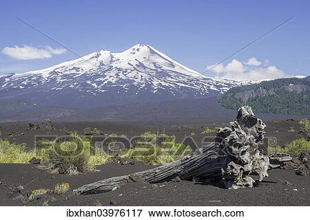 "Dead tree and the volcano Llaima at the back, Conguillio National Park, Melipeuco, Araucania Region, Chile, South America" View Large Photo Image Stock Photo - "Dead tree and the volcano Llaima at the back, Conguillio National Park, Melipeuco, Araucania Region, Chile, South America". Fotosearch