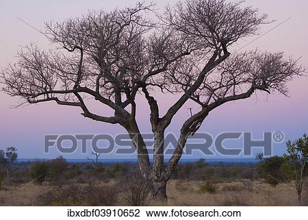 "Dead tree at dusk, Kruger National Park, South Africa, Africa" View Large Photo Image Stock Image - "Dead tree at dusk, Kruger National Park, South Africa, Africa". Fotosearch