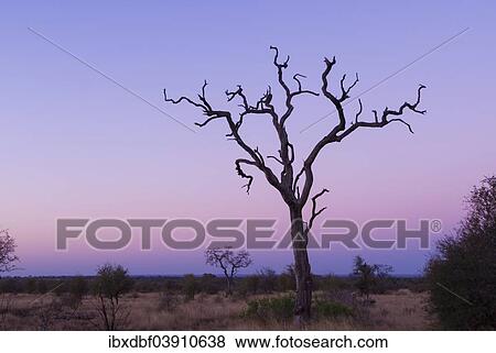 "Dead tree at dusk, Kruger National Park, South Africa, Africa" View Large Photo Image Stock Photo - "Dead tree at dusk, Kruger National Park, South Africa, Africa". Fotosearch