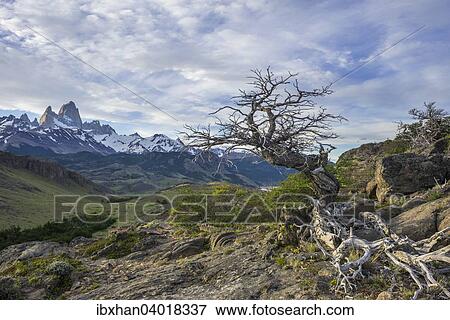 "Dead tree, behind Fitz Roy, Los Glaciares National Park, UNESCO World Heritage Site, Santa Cruz, Argentina, South America" View Large Photo Image Stock Photo - "Dead tree, behind Fitz Roy, Los Glaciares National Park, UNESCO World Heritage Site, Santa Cruz, Argentina, South America". Fotosearch
