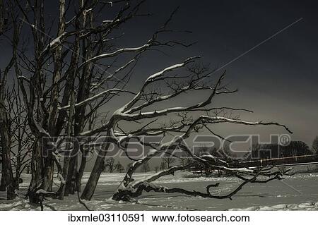 Stock Image - "Dead tree by the roadside, long exposure, Upper Bavaria, Bavaria, Germany, Europe". Fotosearch