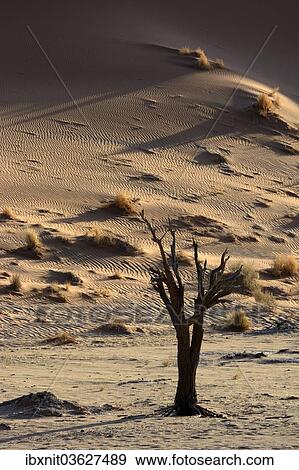 "Dead tree in a desert landscape, Namib, Hardap Region, Namibia, Africa" View Large Photo Image Stock Photo - "Dead tree in a desert landscape, Namib, Hardap Region, Namibia, Africa". Fotosearch