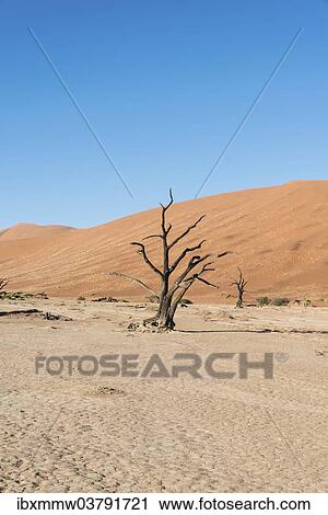 "Dead tree in a dried-up salt and clay pan, Dead Pan, Sossusvlei, Namib Desert, Namibia, Africa" View Large Photo Image Stock Image - "Dead tree in a dried-up salt and clay pan, Dead Pan, Sossusvlei, Namib Desert, Namibia, Africa". Fotosearch