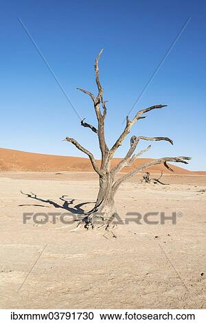"Dead tree in a dried-up salt and clay pan, Dead Pan, Sossusvlei, Namib Desert, Namibia, Africa" View Large Photo Image Stock Image - "Dead tree in a dried-up salt and clay pan, Dead Pan, Sossusvlei, Namib Desert, Namibia, Africa". Fotosearch