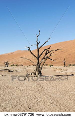 "Dead tree in a dried-up salt and clay pan, Dead Pan, Sossusvlei, Namib Desert, Namibia, Africa" View Large Photo Image Stock Photograph - "Dead tree in a dried-up salt and clay pan, Dead Pan, Sossusvlei, Namib Desert, Namibia, Africa". Fotosearch