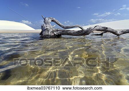 "Dead tree in a freshwater lagoon, Parque Nacional dos Lencois Maranhenses or Lencois Maranhenses National Park, Maranhao, Brazil, South America" View Large Photo Image Stock Image - "Dead tree in a freshwater lagoon, Parque Nacional dos Lencois Maranhenses or Lencois Maranhenses National Park, Maranhao, Brazil, South America". Fotosearch