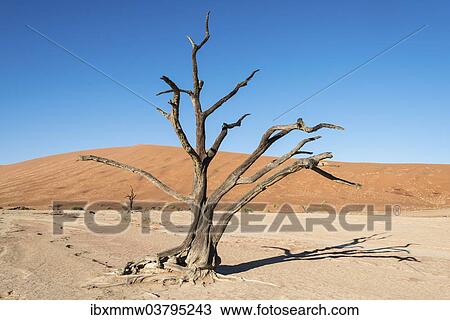 "Dead tree in a salt and clay pan, Deadvlei, Sossusvlei, Namib Desert, Namibia, Africa" View Large Photo Image Stock Image - "Dead tree in a salt and clay pan, Deadvlei, Sossusvlei, Namib Desert, Namibia, Africa". Fotosearch