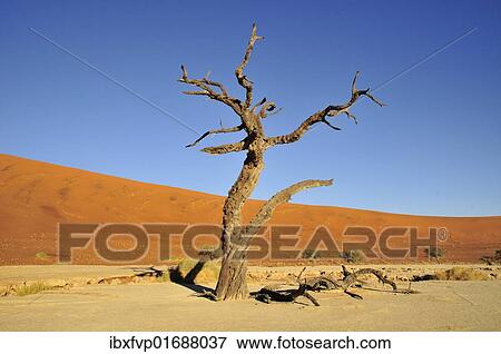 Stock Photo - "Dead tree in Deadvlei in the morning light, Namib Desert, Namib Naukluft Park, Namibia, Africa". Fotosearch
