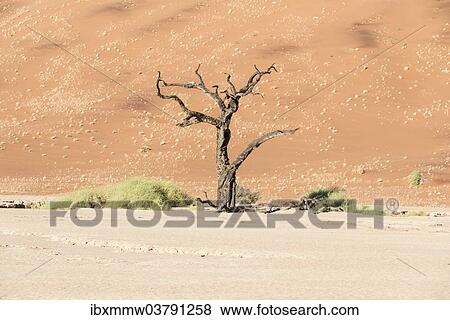 "Dead tree in salt and clay pan, Dead Pan, Sossusvlei, UNESCO World Heritage Site, Namib Desert, Namibia, Africa" View Large Photo Image Stock Photo - "Dead tree in salt and clay pan, Dead Pan, Sossusvlei, UNESCO World Heritage Site, Namib Desert, Namibia, Africa". Fotosearch