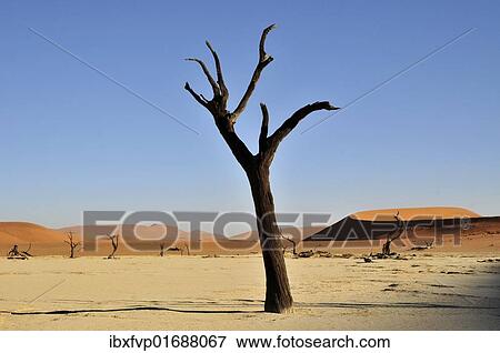 "Dead tree in the Dead Vlei, Deadvlei clay pan in the morning light, Namib Desert, Namib-Naukluft National Park, Namibia, Africa" View Large Photo Image Stock Photo - "Dead tree in the Dead Vlei, Deadvlei clay pan in the morning light, Namib Desert, Namib-Naukluft National Park, Namibia, Africa". Fotosearch