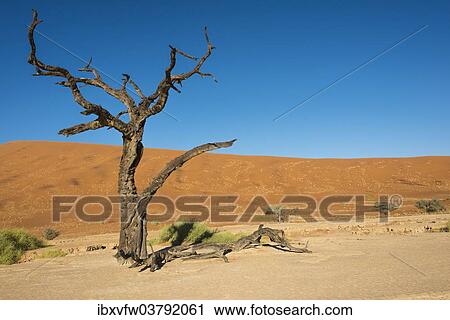 "Dead tree in the salt and clay pan, Dead Pan, Sossusvlei, Namib Desert, Namibia, Africa" View Large Photo Image Stock Image - "Dead tree in the salt and clay pan, Dead Pan, Sossusvlei, Namib Desert, Namibia, Africa". Fotosearch