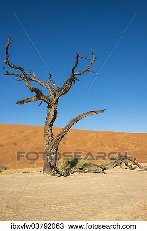 Stock Image - "Dead tree in the salt and clay pan, Dead Pan, Sossusvlei, Namib Desert, Namibia, Africa". Fotosearch