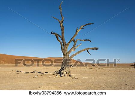 "Dead tree in the salt and clay pan, Dead Pan, Sossusvlei, Namib-Naukluft-National Park, Namib Desert, Namibia, Africa" View Large Photo Image Stock Photograph - "Dead tree in the salt and clay pan, Dead Pan, Sossusvlei, Namib-Naukluft-National Park, Namib Desert, Namibia, Africa". Fotosearch