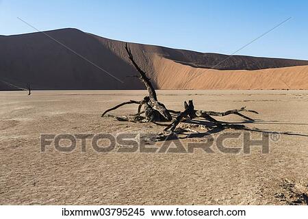 Stock Photography - "Dead tree in the salt and clay pan, Deadvlei, Sossusvlei, Namib Desert, Namibia, Africa". Fotosearch