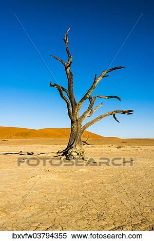 "Dead tree in the salt and clay pan, Dead Pan, Sossusvlei, Namib-Naukluft-National Park, Namib Desert, Namibia, Africa" View Large Photo Image Stock Photography - "Dead tree in the salt and clay pan, Dead Pan, Sossusvlei, Namib-Naukluft-National Park, Namib Desert, Namibia, Africa". Fotosearch