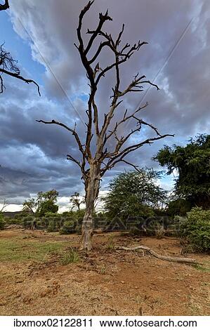 "Dead tree in the Samburu National Reserve, typical landscape on the Ewaso Ng'iro river, Kenya, East Africa, PublicGround, Africa" View Large Photo Image Stock Image - "Dead tree in the Samburu National Reserve, typical landscape on the Ewaso Ng'iro river, Kenya, East Africa, PublicGround, Africa". Fotosearch
