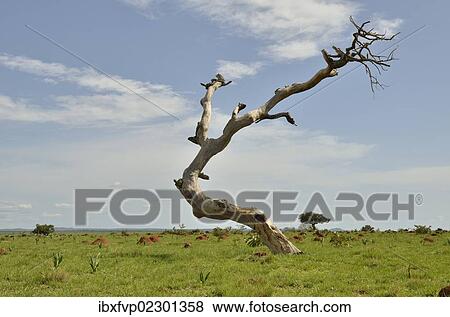 "Dead tree near Idool, near Ngaoundere, Cameroon, Central Africa, Africa" View Large Photo Image Stock Photo - "Dead tree near Idool, near Ngaoundere, Cameroon, Central Africa, Africa". Fotosearch