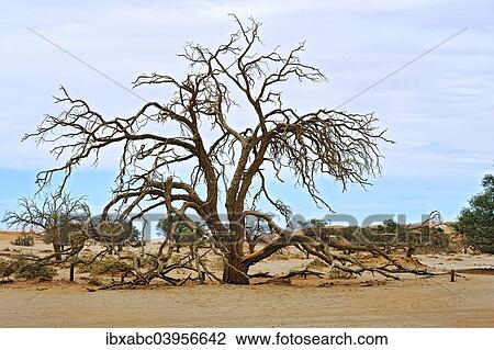 Stock Image - "Dead tree on the dunes of the Sossusvlei, Namibia, Africa". Fotosearch