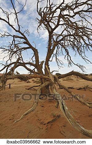 Stock Image - "Dead tree on the dunes of the Sossusvlei, Namibia, Africa". Fotosearch