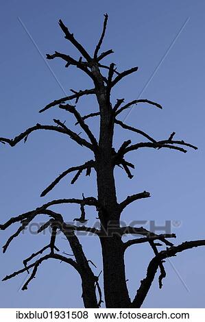 Dead tree View Large Photo Image Stock Photo - Dead tree. Fotosearch