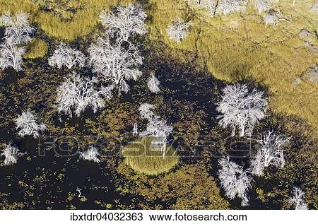"Dead trees in a freshwater marsh, aerial view, Okavango Delta, Botswana, Africa" View Large Photo Image Stock Image - "Dead trees in a freshwater marsh, aerial view, Okavango Delta, Botswana, Africa". Fotosearch