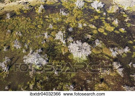 Stock Photograph - "Dead trees in a freshwater marsh, aerial view, Okavango Delta, Botswana, Africa". Fotosearch