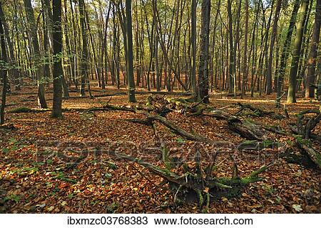 "Dead trees in a natural beech forest (Fagus), Hesse, Germany, Europe" View Large Photo Image Stock Image - "Dead trees in a natural beech forest (Fagus), Hesse, Germany, Europe". Fotosearch