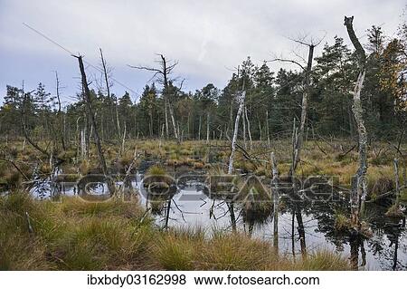 "Dead trees in a rewetted peatlands in a bog, Tiste Bauernmoor, Lower Saxony, Germany, Europe" View Large Photo Image Stock Photo - "Dead trees in a rewetted peatlands in a bog, Tiste Bauernmoor, Lower Saxony, Germany, Europe". Fotosearch