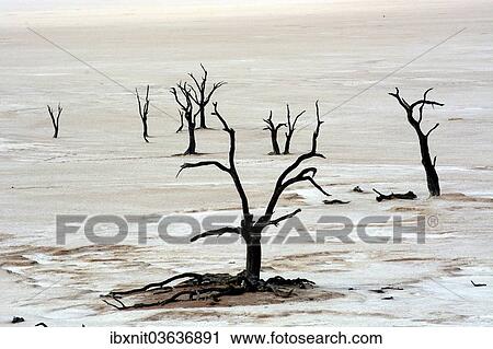 "Dead trees in Dead Vlei or Deadvlei, Namib, Hardap Region, Namibia, Africa" View Large Photo Image Stock Image - "Dead trees in Dead Vlei or Deadvlei, Namib, Hardap Region, Namibia, Africa". Fotosearch