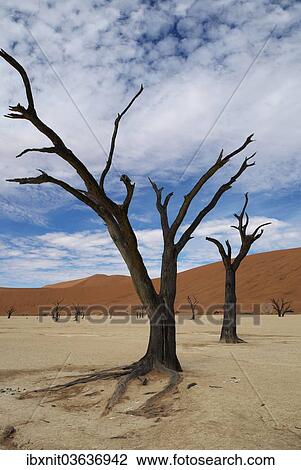 "Dead trees in Dead Vlei or Deadvlei, Namib, Hardap Region, Namibia, Africa" View Large Photo Image Stock Image - "Dead trees in Dead Vlei or Deadvlei, Namib, Hardap Region, Namibia, Africa". Fotosearch
