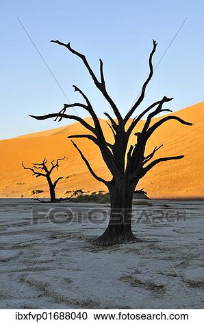 "Dead trees in Deadvlei in the morning light, Namib Desert, Namib Naukluft Park, Namibia, Africa" View Large Photo Image Stock Image - "Dead trees in Deadvlei in the morning light, Namib Desert, Namib Naukluft Park, Namibia, Africa". Fotosearch