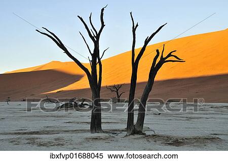 "Dead trees in Deadvlei in the morning light, Namib Desert, Namib Naukluft Park, Namibia, Africa" View Large Photo Image Stock Photography - "Dead trees in Deadvlei in the morning light, Namib Desert, Namib Naukluft Park, Namibia, Africa". Fotosearch