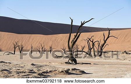 Stock Photo - "Dead trees in dried-up salt and clay pan, Dead Pan, Sossusvlei, UNESCO World Heritage Site, Namib Desert, Namibia, Africa". Fotosearch