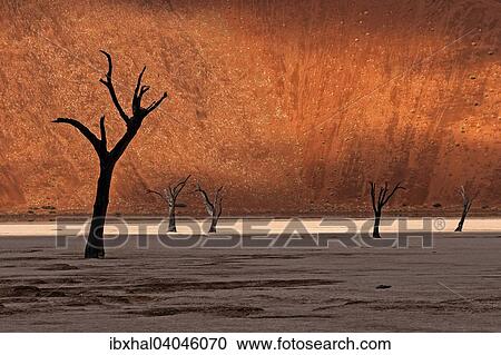 "Dead trees in front of a sand dune, Dead Vlei, Deadvlei, Sossusvlei, Namib Desert, Namibia, Africa" View Large Photo Image Stock Image - "Dead trees in front of a sand dune, Dead Vlei, Deadvlei, Sossusvlei, Namib Desert, Namibia, Africa". Fotosearch