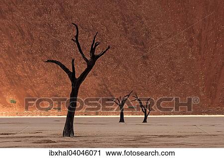 "Dead trees in front of a sand dune, Dead Vlei, Deadvlei, Sossusvlei, Namib Desert, Namibia, Africa" View Large Photo Image Stock Image - "Dead trees in front of a sand dune, Dead Vlei, Deadvlei, Sossusvlei, Namib Desert, Namibia, Africa". Fotosearch