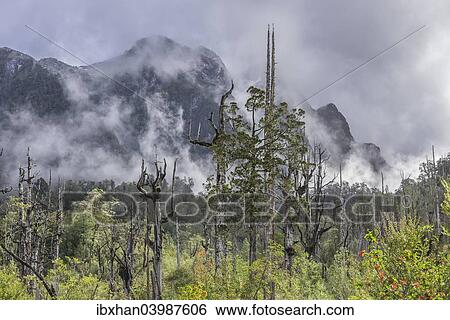 "Dead trees in front of mountains with fresh snow, Pumalin Park, Chaiten, Los Lagos Region, Chile, South America" View Large Photo Image Stock Photograph - "Dead trees in front of mountains with fresh snow, Pumalin Park, Chaiten, Los Lagos Region, Chile, South America". Fotosearch