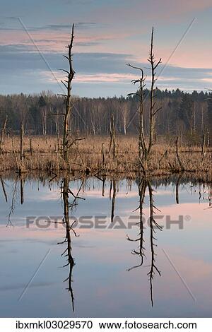 "Dead trees in Schwenninger Moos Nature Reserve, Schwarzwald, Villingen-Schwenningen, Baden-Wurttemberg, Germany, Europe" View Large Photo Image Stock Image - "Dead trees in Schwenninger Moos Nature Reserve, Schwarzwald, Villingen-Schwenningen, Baden-Wurttemberg, Germany, Europe". Fotosearch