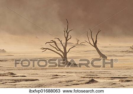 "Dead trees in the Dead Vlei, Deadvlei clay pan during a sandstorm, Namib Desert, Namib-Naukluft National Park, Namibia, Africa" View Large Photo Image Stock Image - "Dead trees in the Dead Vlei, Deadvlei clay pan during a sandstorm, Namib Desert, Namib-Naukluft National Park, Namibia, Africa". Fotosearch